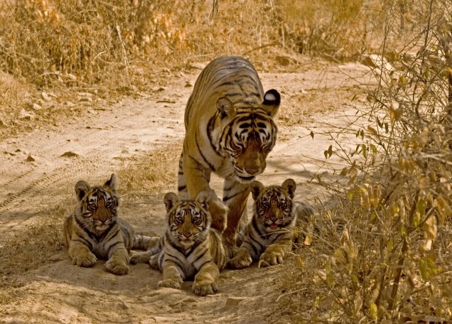 Experience Wildlife Safari with India Tiger Tours