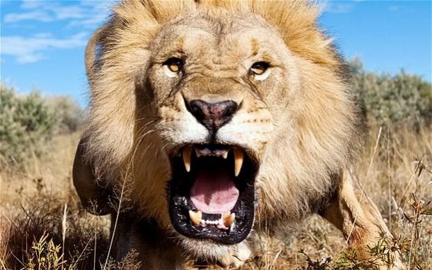 Which animal kills the most humans?